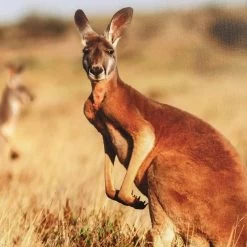 Framed Kangaroo Canvas Wall Art, 36x24 -Finest Home Decoration framed kangaroo canvas wall art 36x24 4