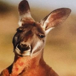 Framed Kangaroo Canvas Wall Art, 36x24 -Finest Home Decoration framed kangaroo canvas wall art 36x24 5