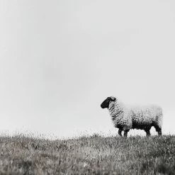 Honeybloom Framed Sheep Canvas Wall Art, 36x24 -Finest Home Decoration honeybloom framed sheep canvas wall art 36x24 3