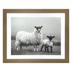 Honeybloom Glass Framed Sheep Print Wall Art, 22x18