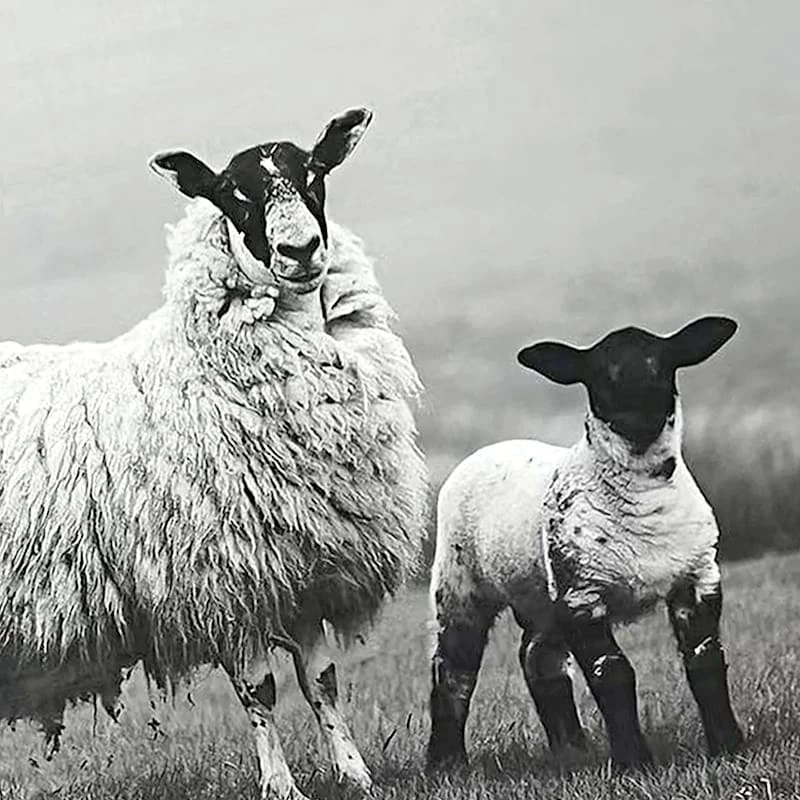 Honeybloom Glass Framed Sheep Print Wall Art, 22x18 4 Honeybloom Glass Framed Sheep Print Wall Art, 22x18 - Image 2