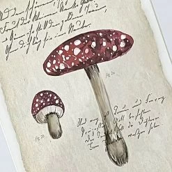 Honeybloom Mushroom Print Wall Art, 13x17 6 Honeybloom Mushroom Print Wall Art, 13x17 -Finest Home Decoration honeybloom mushroom print wall art 13x17 2