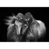 Horses In Love Photography Canvas Wall Art, 30x40