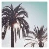 Palm Tree's Canvas Wall Art, 20x16
