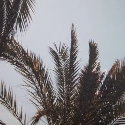 Palm Tree's Canvas Wall Art, 20x16 -Finest Home Decoration palm trees canvas wall art 20x16 4