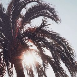 Palm Tree's Canvas Wall Art, 20x16 -Finest Home Decoration palm trees canvas wall art 20x16 6